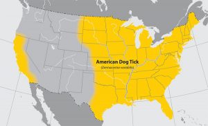 lgmap american dog tick