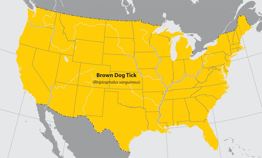 lgmap brown dog tick