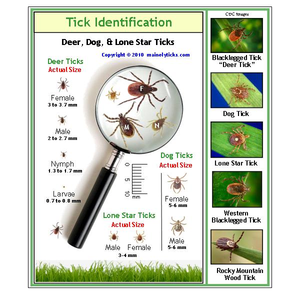 Tick Identification Chart