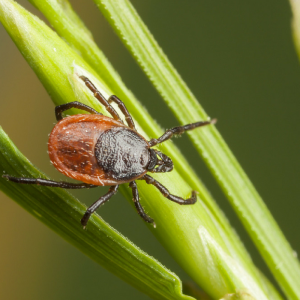 Myths and facts about ticks