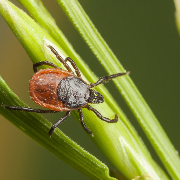 4 Myths & Facts About Ticks