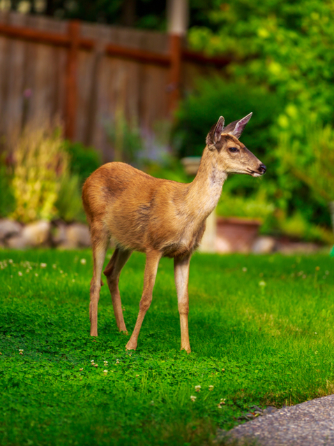 Deer in Backyard Deer in Backyard