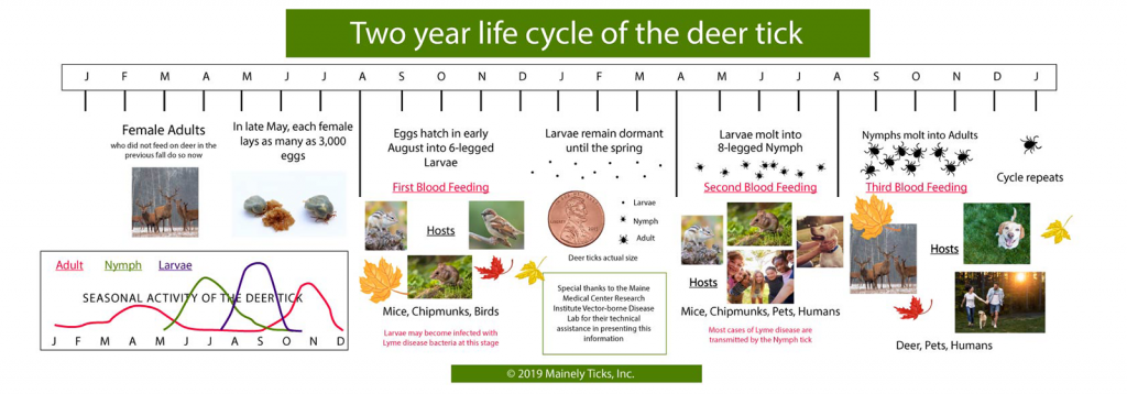 Two Year Life cycle of a Deer Tick