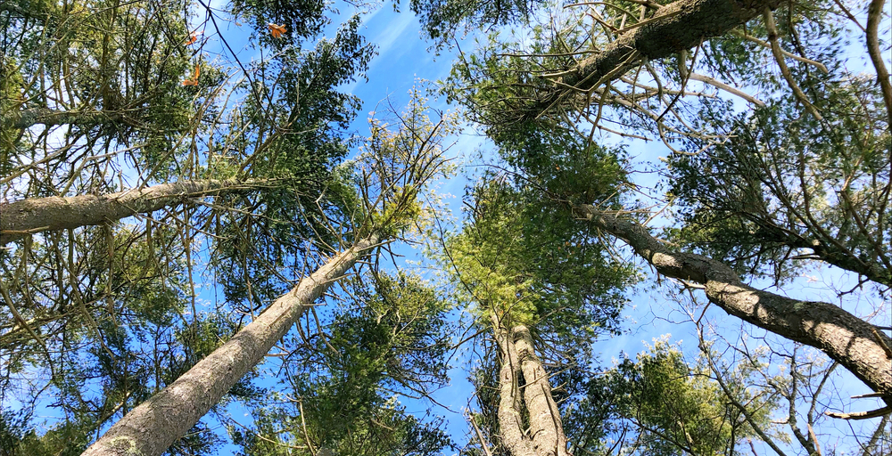 Wells Maine Rachel Carson National Wildlife Refuge trail through forest in Maine