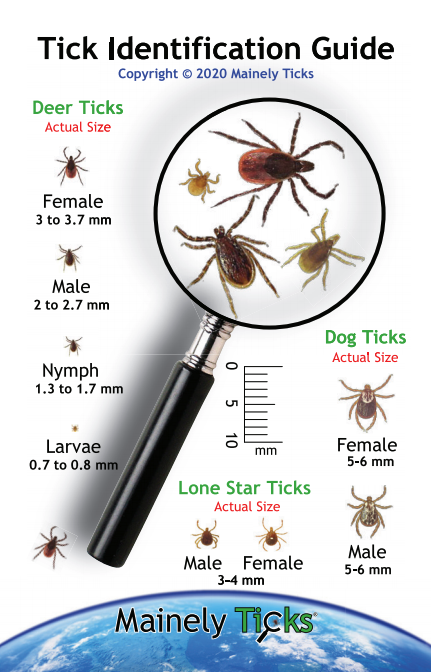 tick identification deer ticks