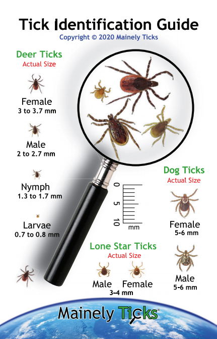 tick identification chart indiana